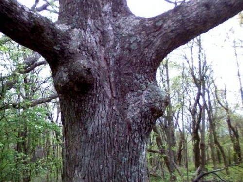 Сексуальные деревья: как только природа не шутит. ФОТО