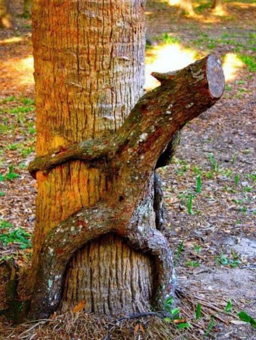 Сексуальные деревья: как только природа не шутит. ФОТО